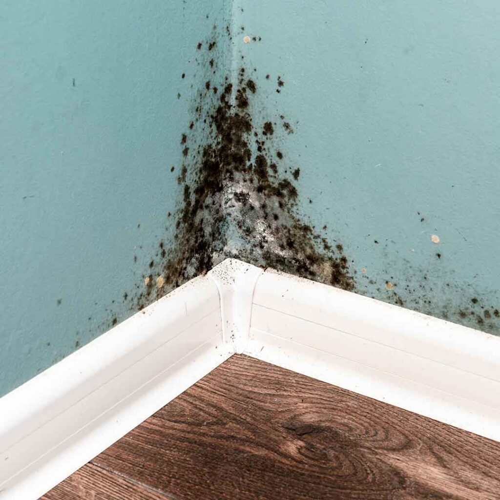 Black mold on the walls, needs immediate mold remediation services by EZ Water Damage Restoration Services